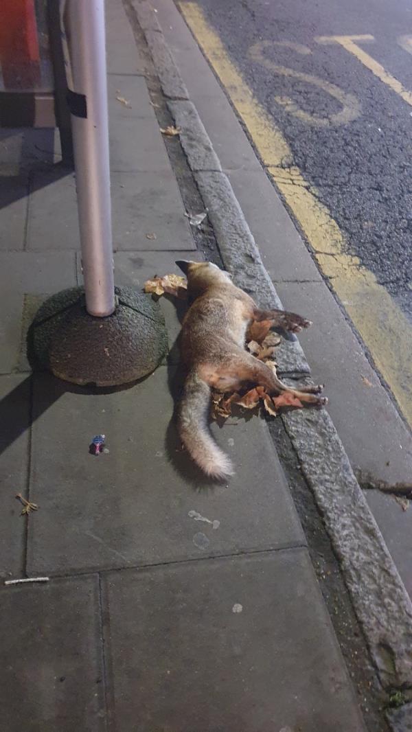 I reported this dead fox this morning on the way to work. Coming home from work this evening it is still there.-81 Plashet Road, Plaistow, London, E13 0RA