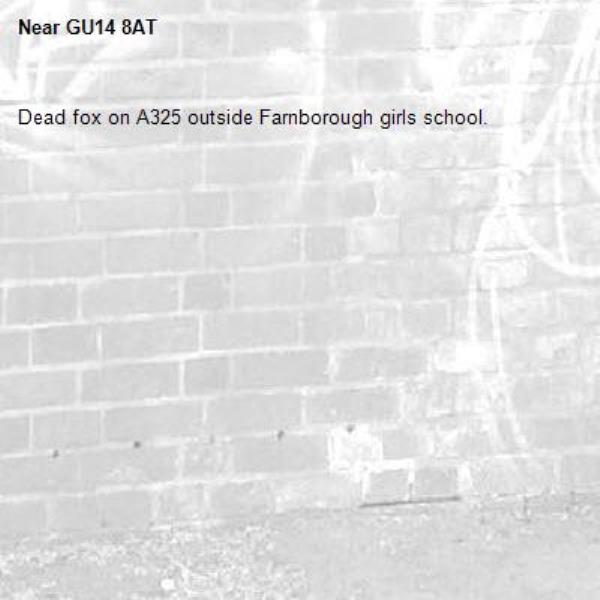 Dead fox on A325 outside Farnborough girls school.-GU14 8AT