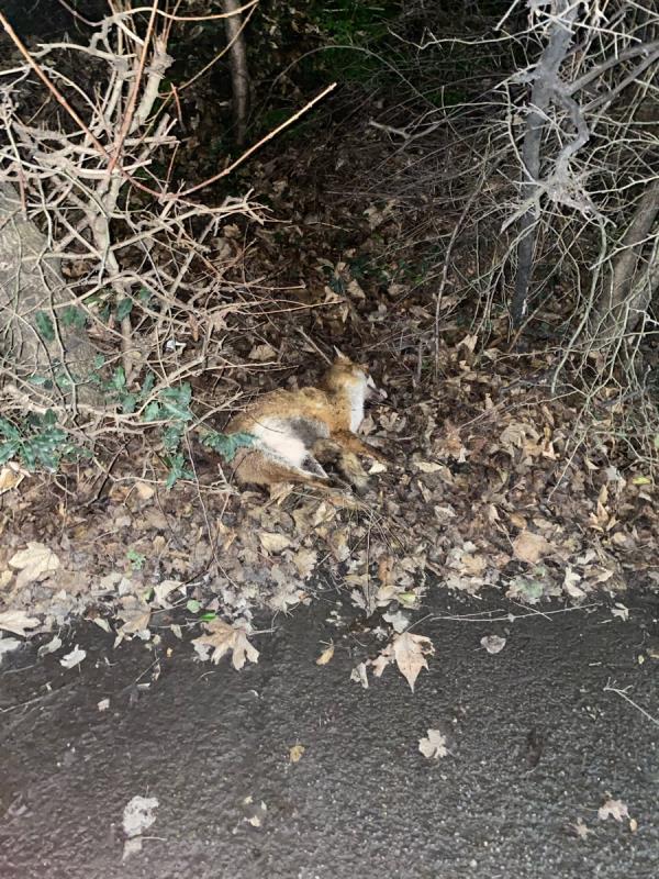 This was reported to Newham on 4 January and nothing has still been done about it.

3 weeks later, the dead fox is still there. It’s by the bushes opposite bus stop B-18 Trader Road, Beckton, E6 6FR, England, United Kingdom