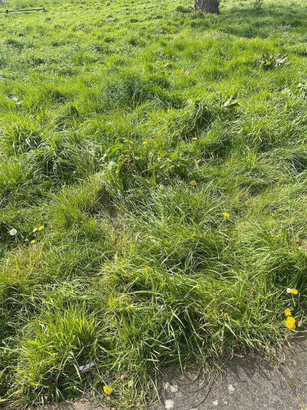 The grass needs to be cut, it’s very overgrowm now with a lot of weeds.-38 Herthull Road, Leicester, LE5 2EL