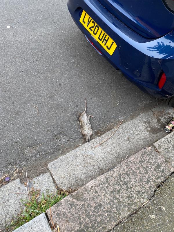 Dead rat. It’s been here over 24 hours-26 Elsenham Road, Manor Park, London, E12 6LA