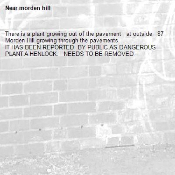 There is a plant growing out of the pavement   at outside   87 Morden Hill growing through the pavements
IT HAS BEEN REPORTED  BY PUBLIC AS DANGEROUS    PLANT A HENLOCK.   NEEDS TO BE REMOVED-morden hill