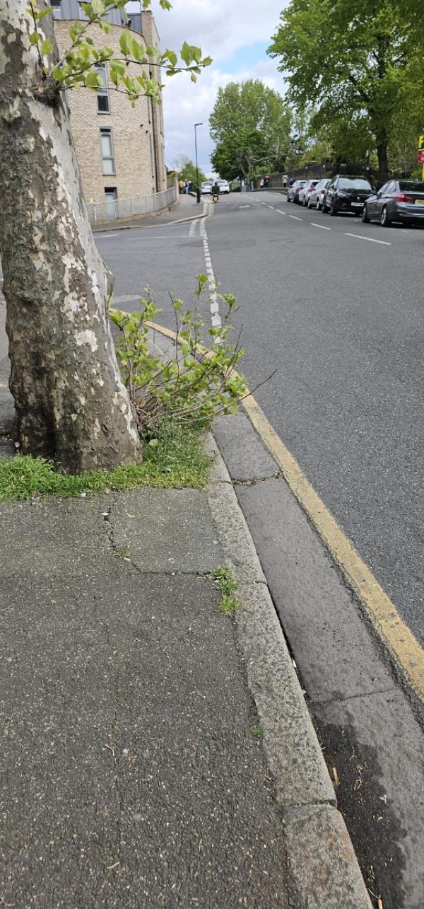 Branches need cutting as they are overgrown on the road and scratching cars-12 Grangewood Street, East Ham, London, E6 1HA