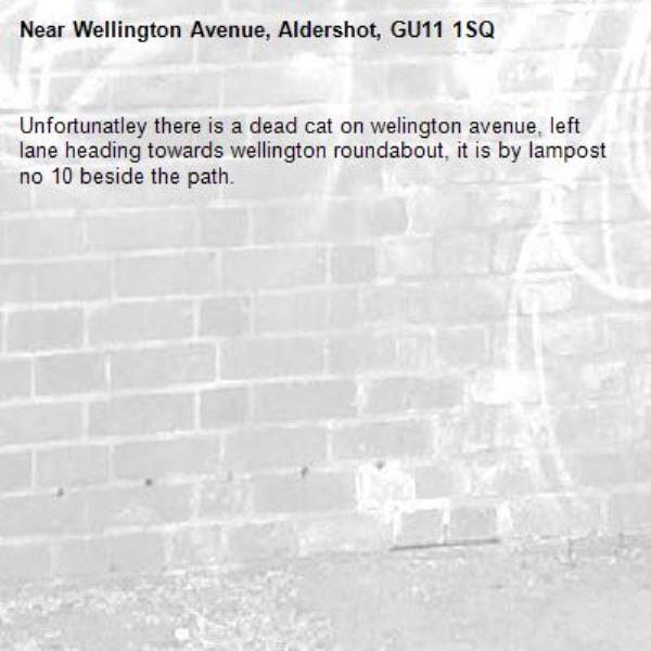 Unfortunatley there is a dead cat on welington avenue, left lane heading towards wellington roundabout, it is by lampost no 10 beside the path.-Wellington Avenue, Aldershot, GU11 1SQ
