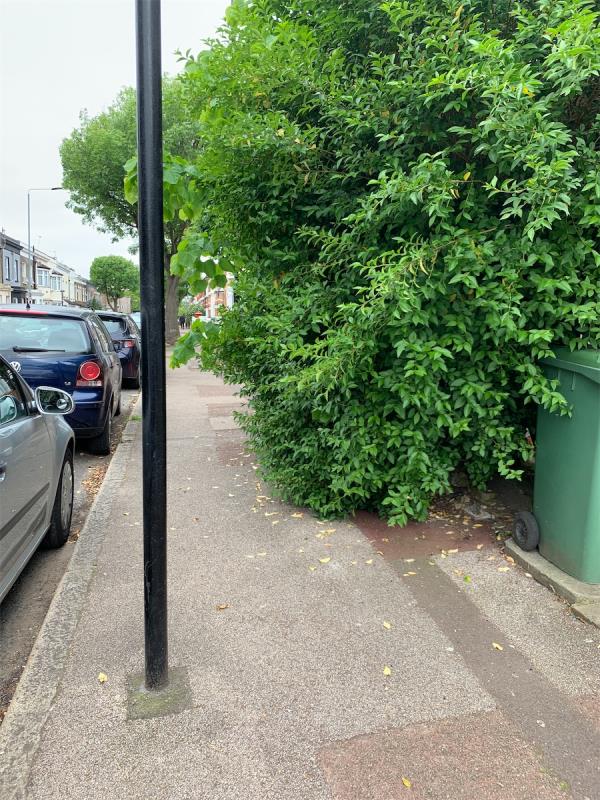 Hedge protrudes into pavement over 1m, 1.5m at certain points, leaving only 30cm of pavement. Made worse by street posts. Not enough space for wheelchairs or buggies. Not enough space for 2 people to pass, one has to stand in the road. Must be against regulations for wheelchair widths. Cut the hedge right back to private boundary line. Pavement is for everyone to use, not for council to neglect or allow absent landlord to neglect hedges so no one can use.-53A, Forest Road, Forest Gate, London, E7 0DN