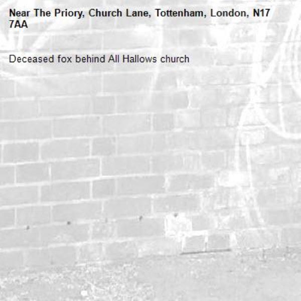 Deceased fox behind All Hallows church -The Priory, Church Lane, Tottenham, London, N17 7AA