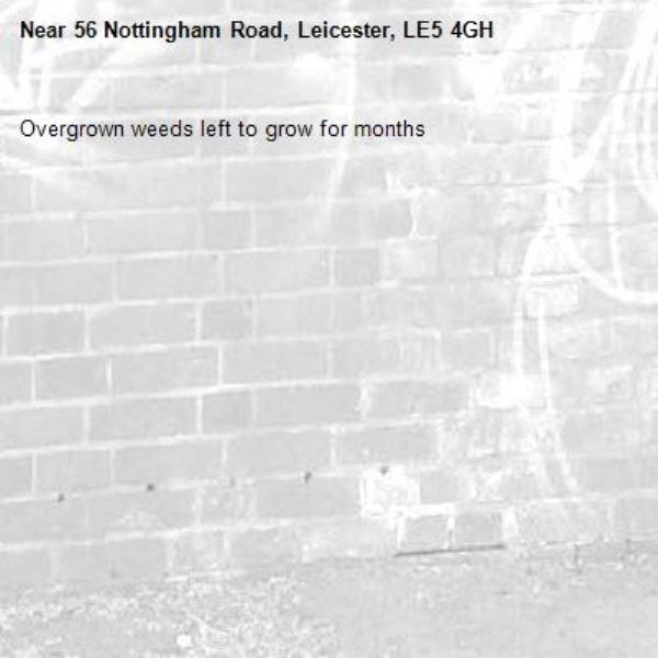 Overgrown weeds left to grow for months -56 Nottingham Road, Leicester, LE5 4GH