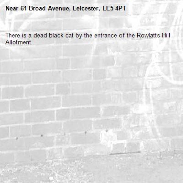 There is a dead black cat by the entrance of the Rowlatts Hill Allotment.-61 Broad Avenue, Leicester, LE5 4PT