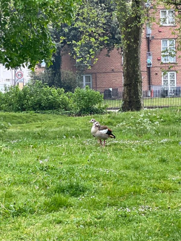 there are two ducks/geese on the green. no access to food/water. worried for their welfare-Ground Floor Training Room, Old Firestation, Town Hall Approach Road, Tottenham, London, N15 4RX