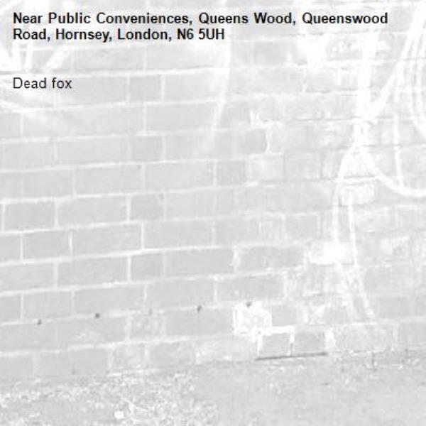 Dead fox-Public Conveniences, Queens Wood, Queenswood Road, Hornsey, London, N6 5UH