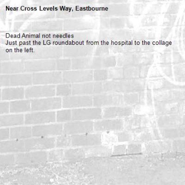 Dead Animal not needles
Just past the LG roundabout from the hospital to the collage on the left.
-Cross Levels Way, Eastbourne