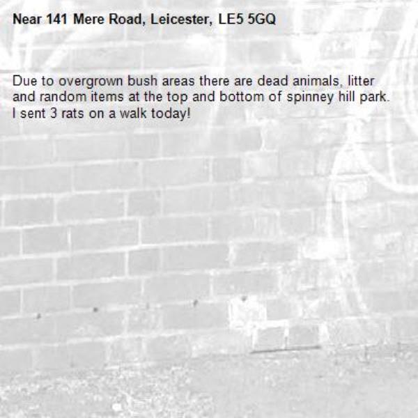 Due to overgrown bush areas there are dead animals, litter and random items at the top and bottom of spinney hill park.
I sent 3 rats on a walk today!-141 Mere Road, Leicester, LE5 5GQ
