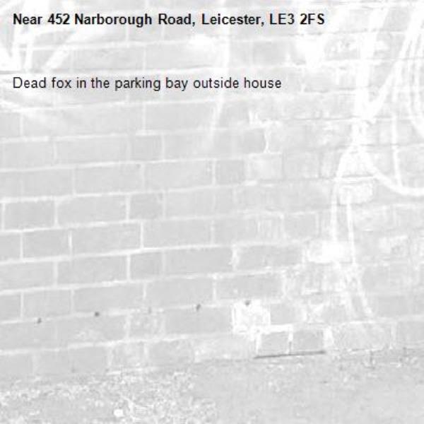 Dead fox in the parking bay outside house-452 Narborough Road, Leicester, LE3 2FS