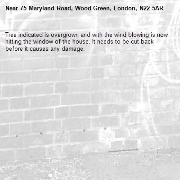Tree indicated is overgrown and with the wind blowing is now hitting the window of the house. It needs to be cut back before it causes any damage. -75 Maryland Road, Wood Green, London, N22 5AR