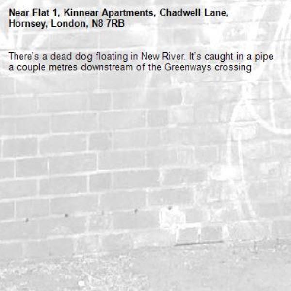 There’s a dead dog floating in New River. It’s caught in a pipe a couple metres downstream of the Greenways crossing-Flat 1, Kinnear Apartments, Chadwell Lane, Hornsey, London, N8 7RB