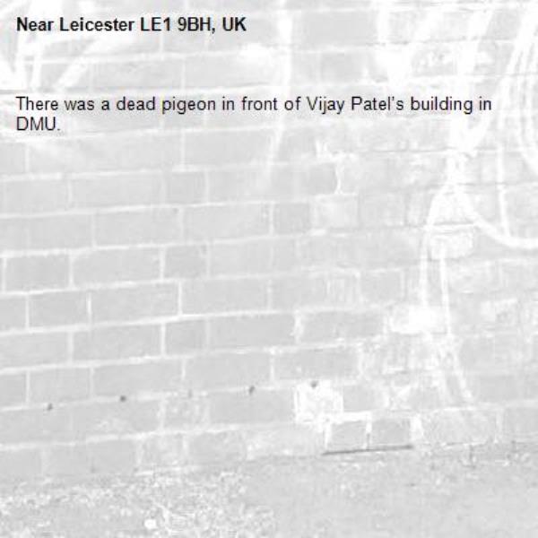 There was a dead pigeon in front of Vijay Patel’s building in DMU. -Leicester LE1 9BH, UK