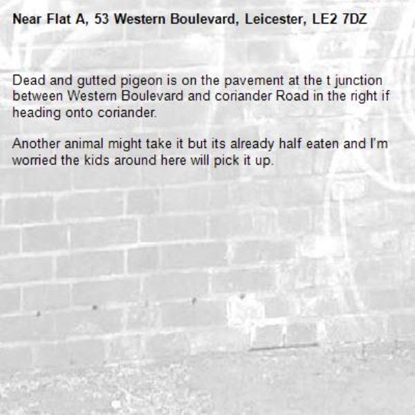 Dead and gutted pigeon is on the pavement at the t junction between Western Boulevard and coriander Road in the right if heading onto coriander. 

Another animal might take it but its already half eaten and I'm worried the kids around here will pick it up.-Flat A, 53 Western Boulevard, Leicester, LE2 7DZ