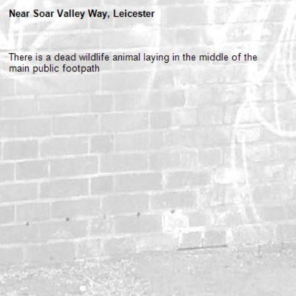 There is a dead wildlife animal laying in the middle of the main public footpath-Soar Valley Way, Leicester