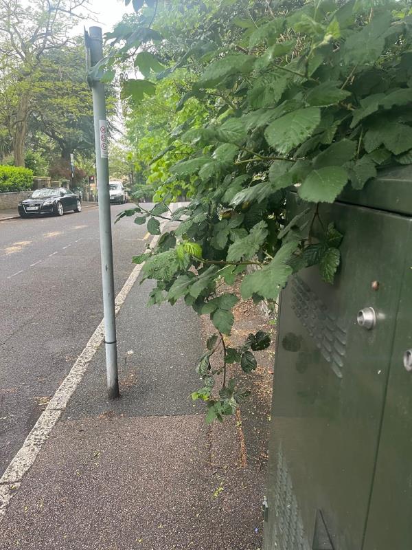 Thorny overgrown hedge and holly bush has made this corner impassable now. I reported this some weeks back but nothing has been done. Unsurprisingly this has gotten worse. -Chesterfield Court, 76 Granville Park, London, SE13 7DU