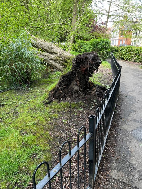 Fallen tree-Aldershot Manor Park