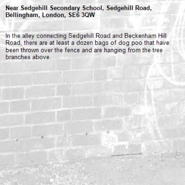 In the alley connecting Sedgehill Road and Beckenham Hill Road, there are at least a dozen bags of dog poo that have been thrown over the fence and are hanging from the tree branches above.-Sedgehill Secondary School, Sedgehill Road, Bellingham, London, SE6 3QW
