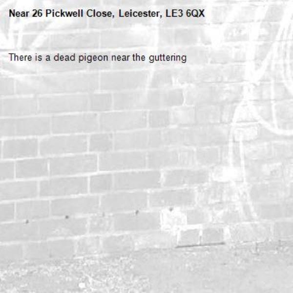 There is a dead pigeon near the guttering-26 Pickwell Close, Leicester, LE3 6QX