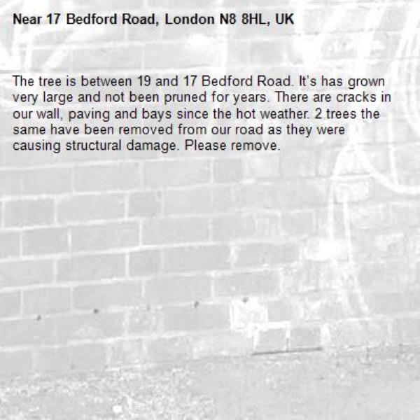 The tree is between 19 and 17 Bedford Road. It’s has grown very large and not been pruned for years. There are cracks in our wall, paving and bays since the hot weather. 2 trees the same have been removed from our road as they were causing structural damage. Please remove.-17 Bedford Road, London N8 8HL, UK