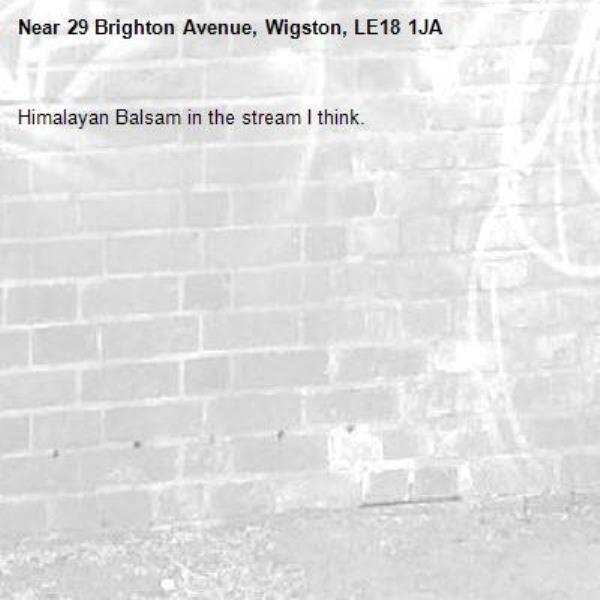 Himalayan Balsam in the stream I think.-29 Brighton Avenue, Wigston, LE18 1JA