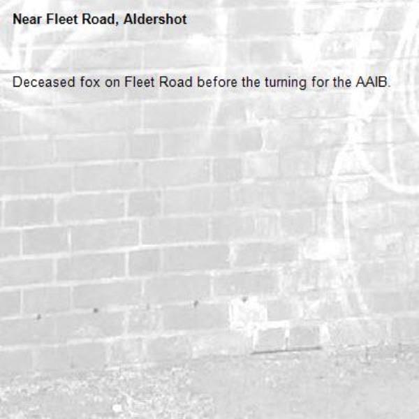 Deceased fox on Fleet Road before the turning for the AAIB.-Fleet Road, Aldershot